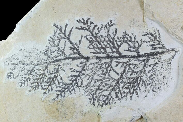 Fossil Plant (Brachyphyllum) - Solnhofen Limestone, Germany #97476